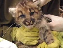 Puma Kitten Being Fitted with Expandable VHF Collar 2