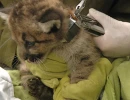 Puma Kitten Being Fitted with Expandable VHF Collar 3