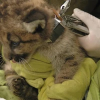 Puma Kitten Being Fitted with Expandable VHF Collar 3