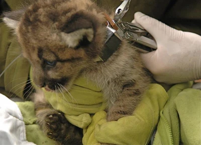 Puma Kitten Being Fitted with Expandable VHF Collar 3