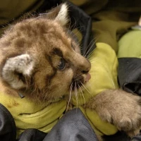 Puma Kitten Being Fitted with Expandable VHF Collar