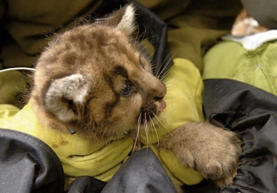 Puma Kitten Being Fitted with Expandable VHF Collar