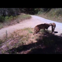 mating pumas in the san francisco