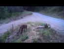 mating pumas in the san francisco