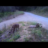 mating pumas in the san francisco