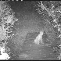 puma family group kittens and mom