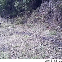 puma female and kitten