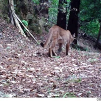 puma on the sf bay area peninsula