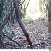 puma walking in manzanita grove