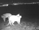 2 pumas at hair snare in sf bay