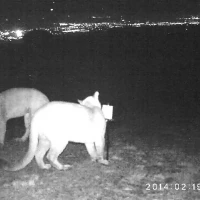 2 pumas at hair snare in sf bay
