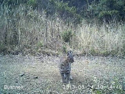 bobcat kitten in marin county