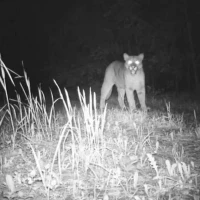 felidae remote camera blooper reel