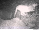 mountain lion feeding on a turkey