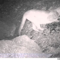 mountain lion feeding on a turkey