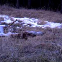 mountain lion female with cubs