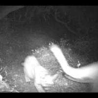 puma mom with 3 cubs