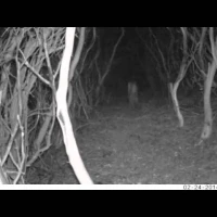 puma traveling through manzanita