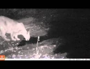thirsty puma in sf east bay area