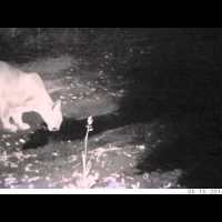 thirsty puma in sf east bay area