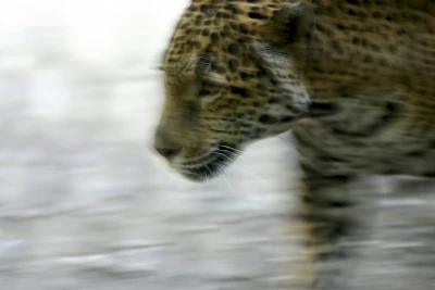 cal jaguar