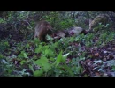 deer kill at tennessee valley