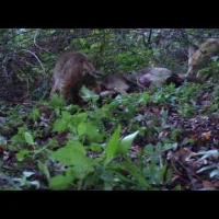 deer kill at tennessee valley