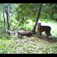 esperanza at deer carcass in the