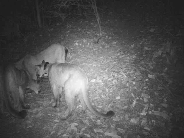 female puma with her older kittens female puma with her older kittens