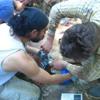fitting a puma with a gps collar