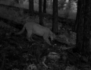 puma caching prey