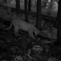 puma caching prey