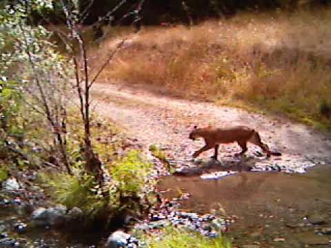 puma crossing a trail in sonoma puma crossing a trail in sonoma