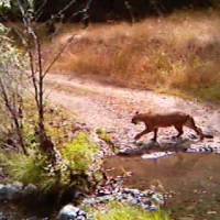 puma crossing a trail in sonoma puma crossing a trail in sonoma