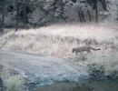 puma crossing a trail in sonoma95