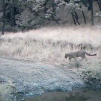 puma crossing a trail in sonoma95
