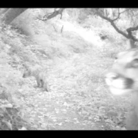 puma kitten and mom south bay area