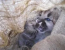 puma kitten in cloth bag before
