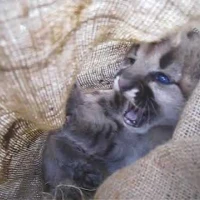 puma kitten in cloth bag before