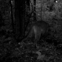 puma rubbing on a call