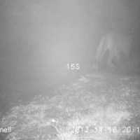 puma traveling in the fog