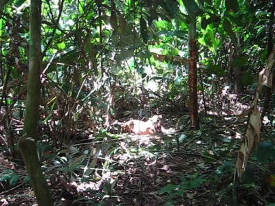 female jaguar being darted