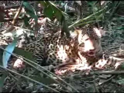 jaguar collaring in the amazon wwf