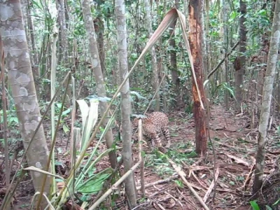 jaguar in leg hold snare before
