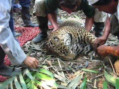 weighing a jaguar before fitting