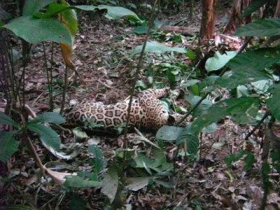 young jaguar before being fitted