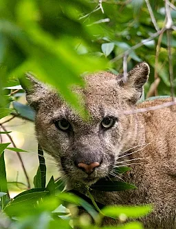 Photo centers on a puma, looking directly at the camera. Only the head and shoulders is visible, but it seems to be crouched. It's face is partially obscured by bright green foliage.